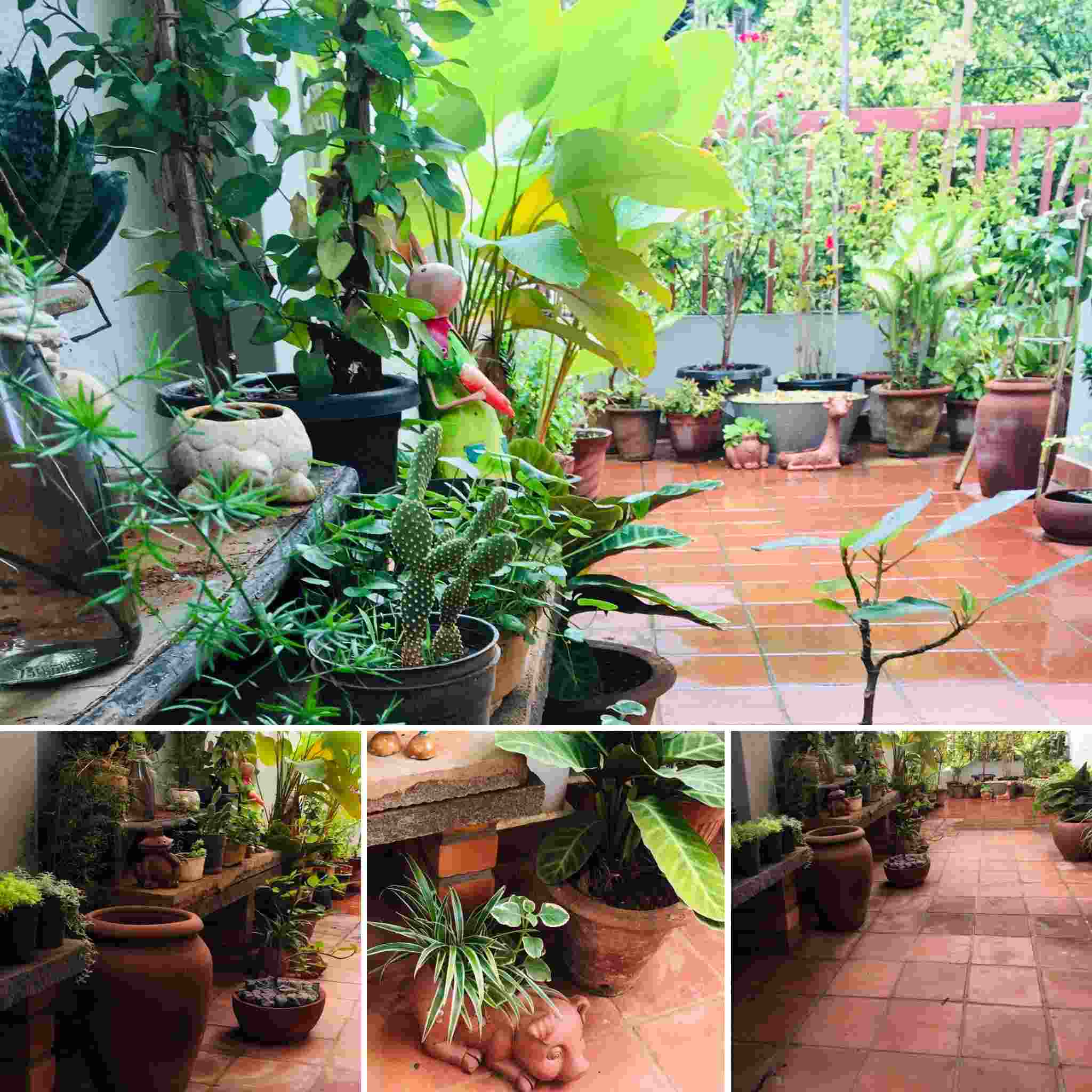 garden 2